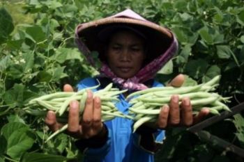 Buncis Temanggung Tembus Pasaran Singapura