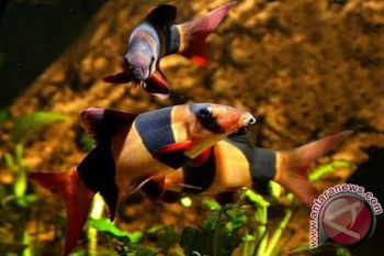 Pekan Kelompok Tani dan Nelayan akan pamerkan Ikan hias botia