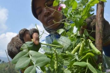 Harga Sayur Kapri Melonjak Menjadi Rp27.000/Kg