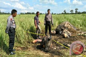 Perburuan Gading Gajah Marak di Way Kambas 