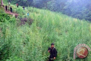 Ditemukan ladang ganja seluas 42 hektare di Aceh