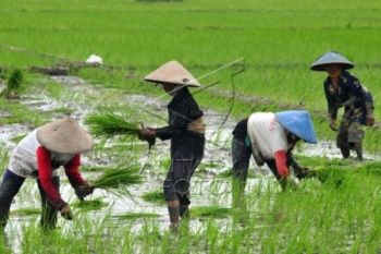 Kementan Targetkan Cetak 200.000 Haktare Sawah Baru
