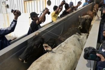 Nambah Populasi, Kementan Targetkan Impor 50.000 Sapi