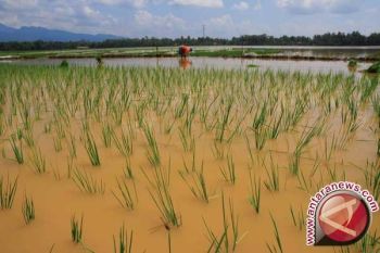 Ratusan Hektare Padi Sawah di Barut Terendam Banjir 