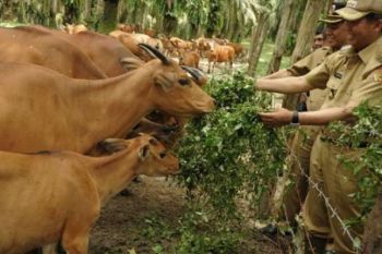  Pekanbaru Jadikan Desa Geringging Percontohan Sapi Siska, Seperti Apakah itu?