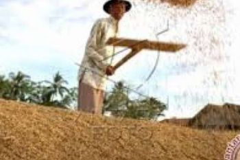 Meski Banjir Merendam, Riau Tetap Optimis Mampu Penuhi Produksi Beras