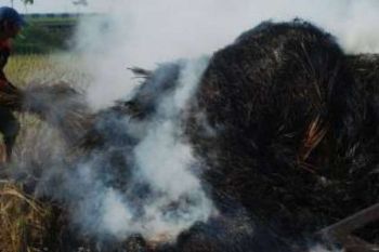 Waduh, Membakar Jerami Dituduh Membakar Lahan, Warga Rohil ini Mengamuk