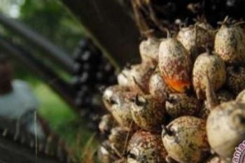 Produksi Kelapa Sawit Inhil Capai 706.346 Ton