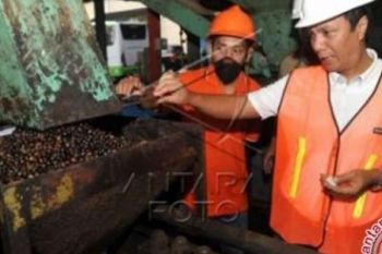 Harga CPO Riau Naik Akibat Pelemahan Nilai Rupiah