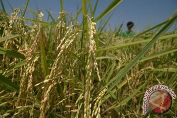 BPS: Produksi Padi Jateng Tembus 11,3 Juta Ton