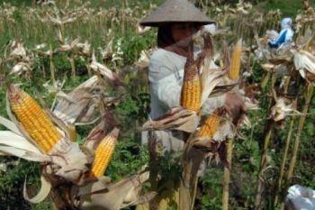Temanggung Jadi Sasaran Pengembangan Jagung Perkebunan 
