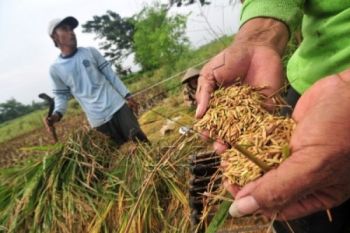 Tengkulak Beras dari Jabar Serbu Banyumas dan Cilacap