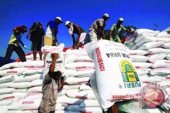 Kudus Dijatah Pupuk Urea Bersubsidi 10.000 Ton