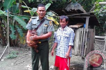 Warga Selamatkan Anak Orangutan Telantar Di Sampit 
