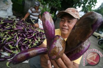 Terong Ungu Terkena Jamur