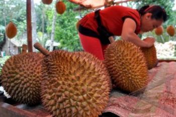 Petani Kembangkan Durian Susu Molek dan Dandang Sariti