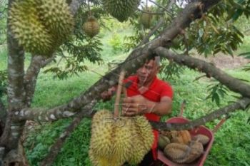 Cuaca Ekstrem,Petani Durian Gunungpati Alami Keterlambatan Panen