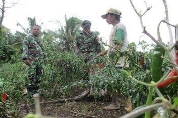 Koramil Yapsel dampingi petani tingkatkan mutu pertanian