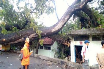 Pohon di Depan Mapolda Lampung Tumbang