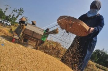 Optimalkan Penyerapan Beras, Bulog Terjunkan Satker