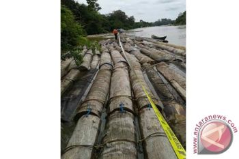 Polres Barito Utara Amankan Ratusan Kayu Bulat 