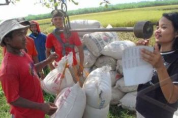 Pasang Spanduk di Sawah, Bulog Siap Beli Gabah Petani