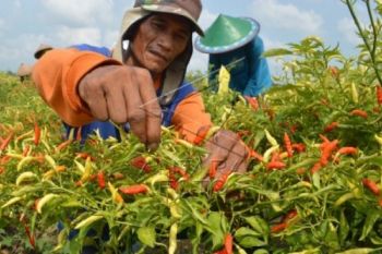 Harga Cabai Rawit Tembus Rp50.000/Kg