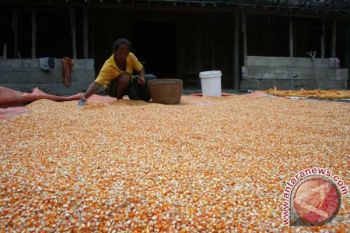 Komunitas Samin Bojonegoro