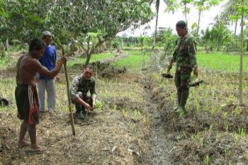 Babinsa Koramil Waropen bantu masyarakat tanam padi