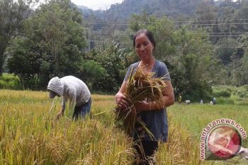 Petani Sigi Kecewa Hasil Panen Kurang Menggembirakan