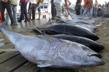 Ikan Laut Pekalongan Tembus Pasaran Asia-Amerika