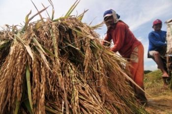 DPRD: Satker Penyerapan Gabah Kurang Efektif