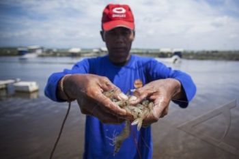 Pemprov Diminta Komitmen Berdayakan Petambak Udang