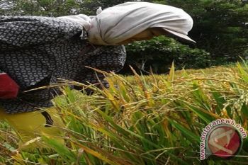 Bulog Targetkan Pengadaan Semester Pertama 60 Persen