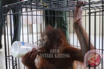 Warga Sampit Serahkan Bayi Orangutan Ke BKSDA