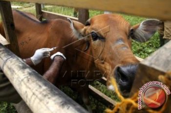 Mamuju Targetkan 2.000 Sapi Hasil Inseminasi Buatan 