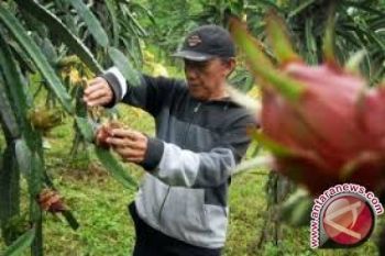 Petani Sigi Kembangkan Buah Naga 