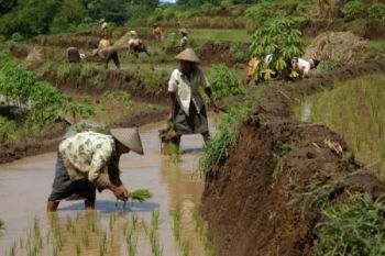 Penyuluh Pertanian Diminta Dampingi Petani