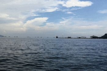 Budi daya kerapu di Teluk Lampung terancam bangkrut