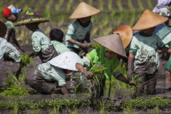 Ratusan Siswa SD di Pati Diajari Tanam Padi Organik