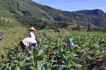Petani Lereng Gunung Sumbing Mulai Tanam Tembakau 