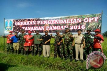 Babinsa Bantu Petani Basmi Hama di Jember