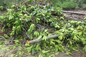 Kades Pulau Pahawang Lapor Bupati Soal Penebangan Mangrove