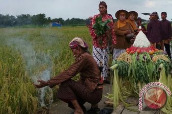 Kampung Emas Patuk gelar Festival Dewi Sri