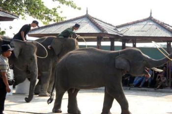 Lampung Timur Benahi Pariwisata Andalkan Way Kambas  