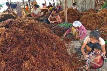 NTB masuk "road map" rumput laut nasional 