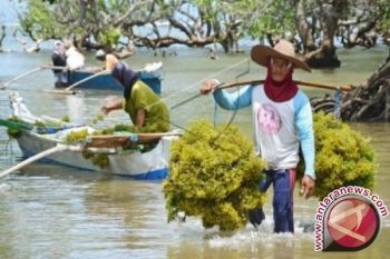Rumput Laut NTB Menuju Industrialisasi Skala Besar 