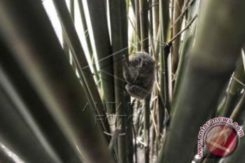 TARSIUS BITUNG
