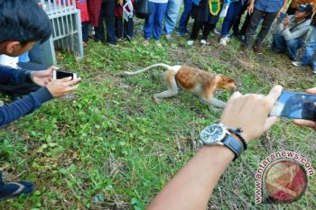 Mayor and Council Speaker Released Bekantan