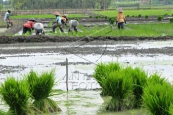 1.0000 Hektare Sawah di Banyumas Diikutkan Asuransi